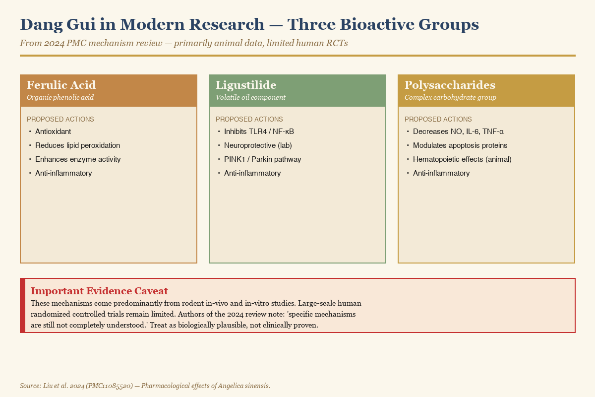 Three main bioactive compounds in Angelica sinensis — ferulic acid, ligustilide, and polysaccharides — with proposed mechanism pathways