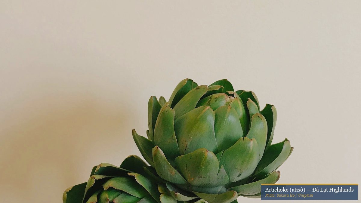 Fresh artichoke (atisô) from Da Lat highlands, Vietnam — used in traditional wellness tea preparations