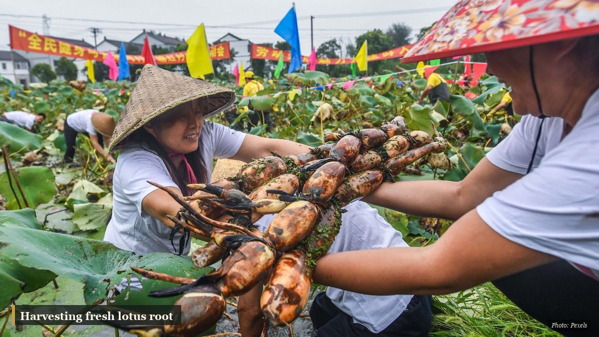 Farmers harvesting fresh lotus root from a pond in autumn
