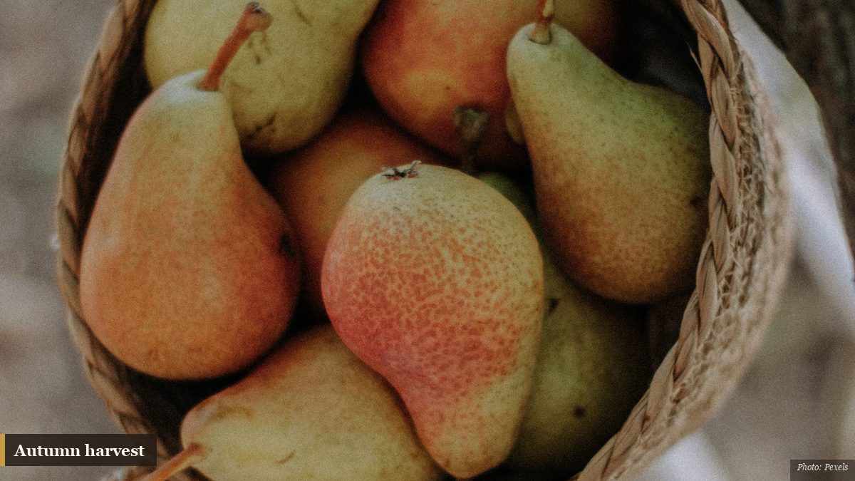 Ripe autumn pears gathered in a woven basket hanging outdoors at harvest