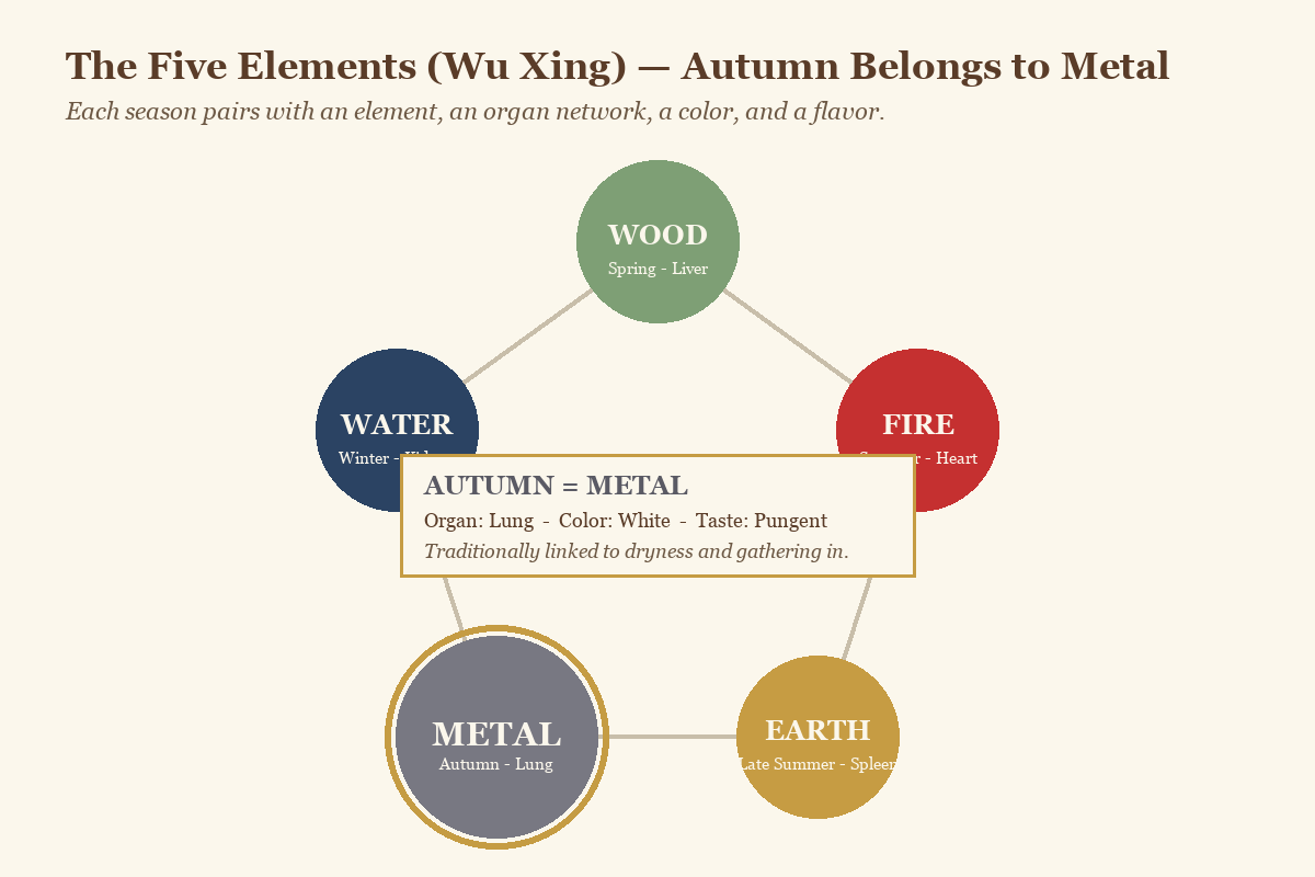 Five Elements wheel diagram showing autumn paired with the Metal element and lungs