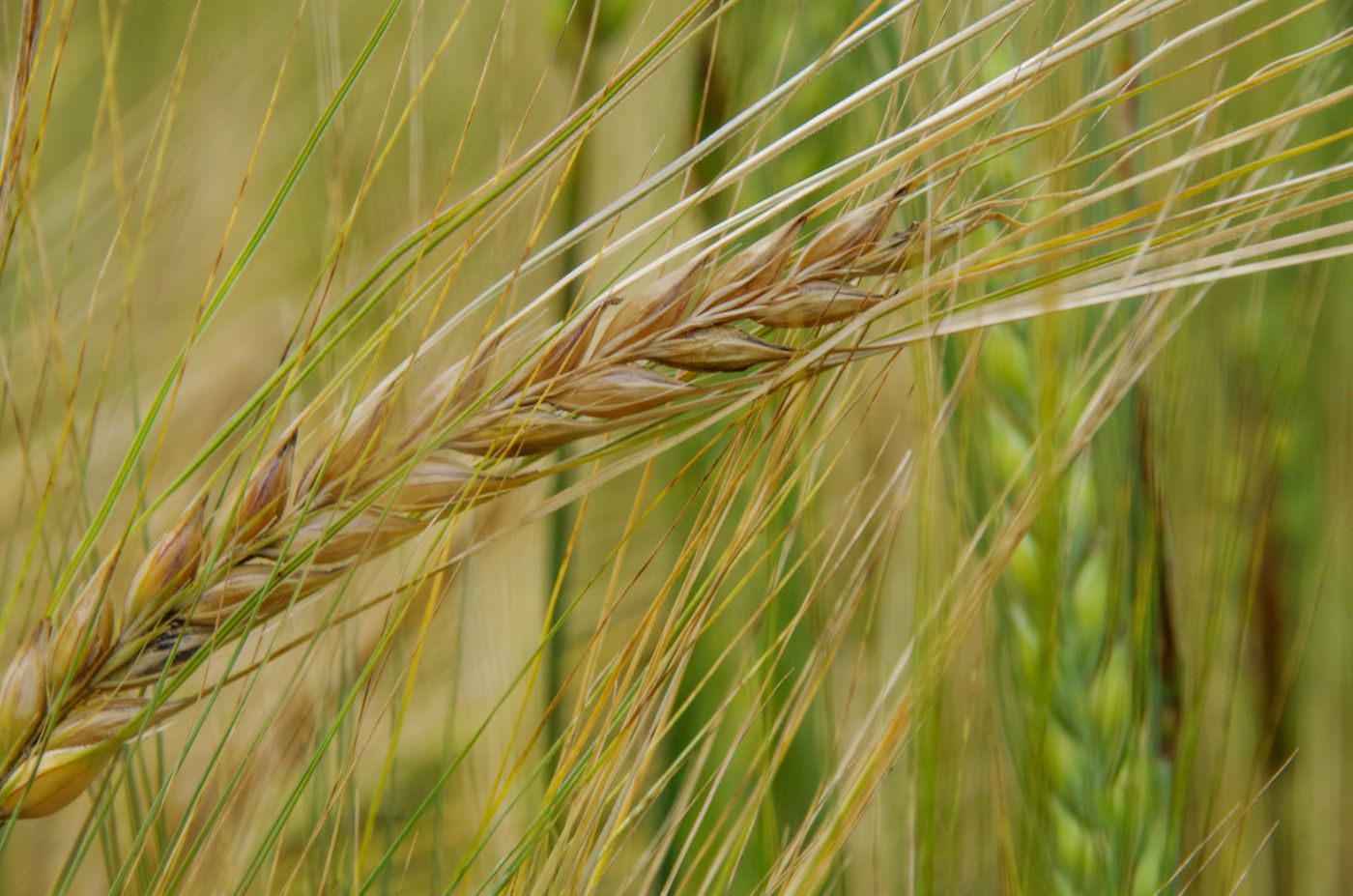 Barley grain stalks close-up showing ripe grain heads in the field