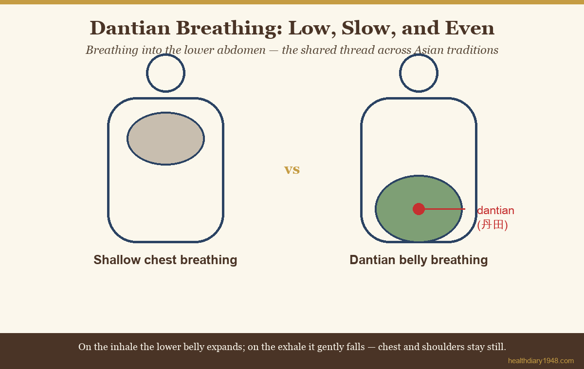 Illustration comparing chest breathing and lower-abdomen dantian breathing with labeled breath direction