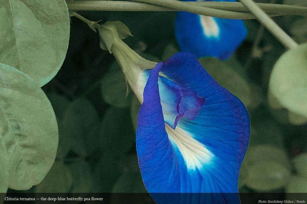 Close-up of a deep blue Clitoria ternatea butterfly pea flower on its vine with green leaves