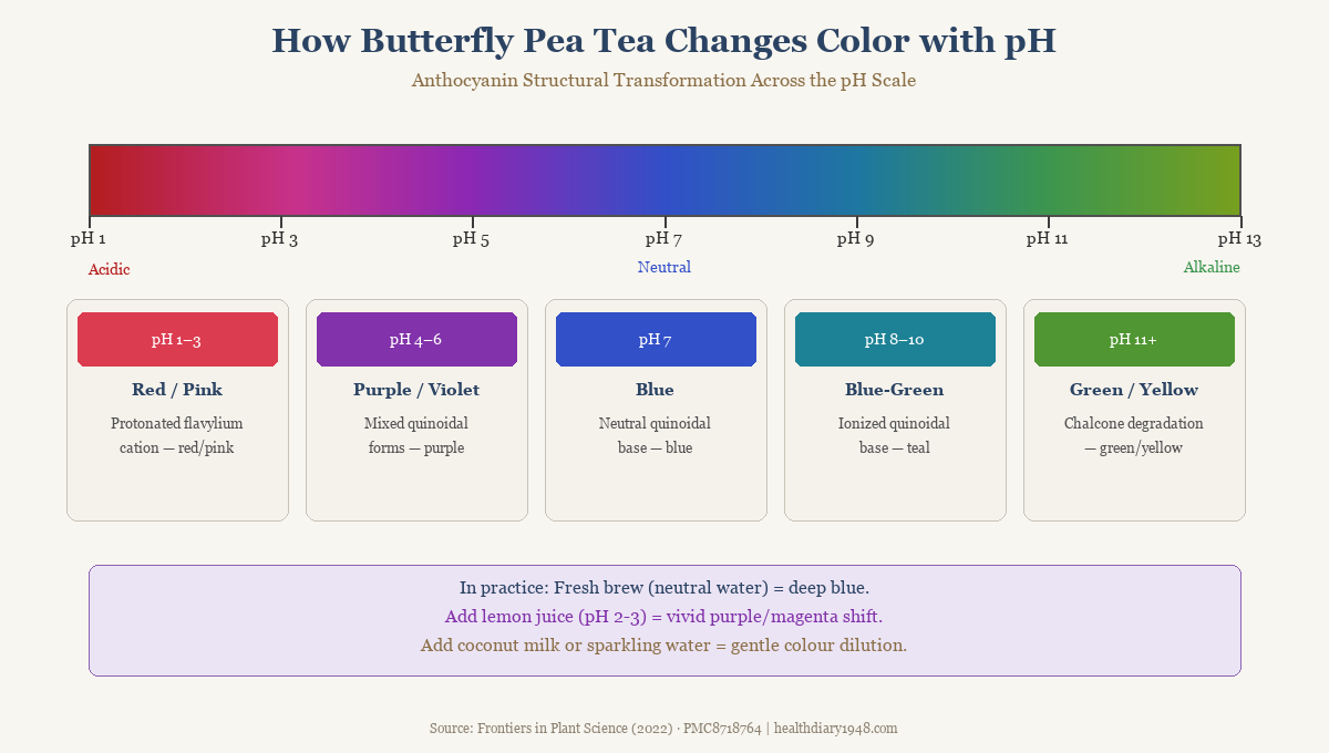 pH color change diagram showing butterfly pea tea shifting from red-pink at acid pH to blue at neutral to green at alkaline