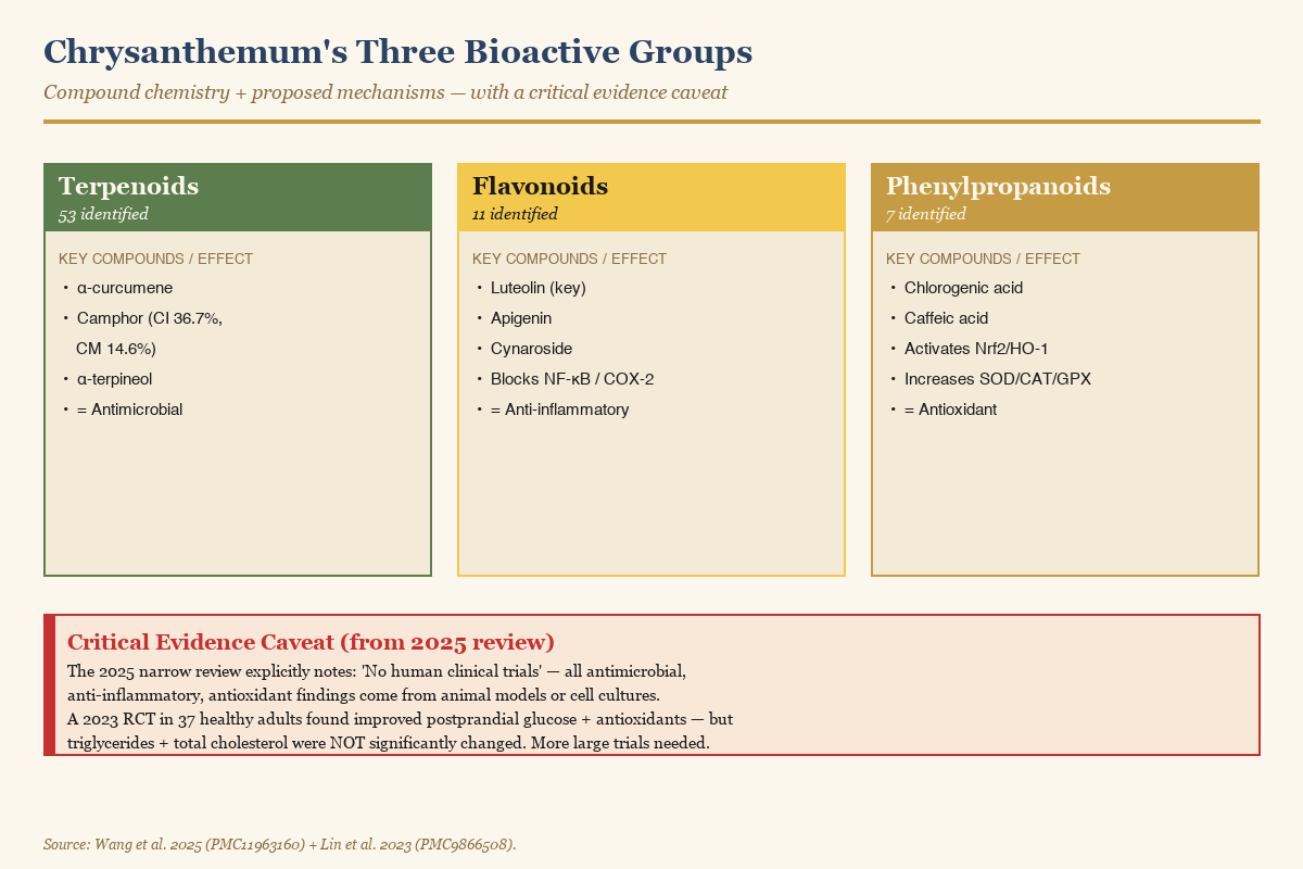 Chrysanthemum's three main bioactive compound groups — terpenoids, flavonoids, and phenylpropanoids — with their proposed mechanism pathways and key evidence caveat