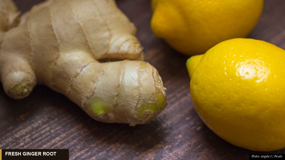 Fresh ginger root with knobby branching shape beside bright yellow lemons on wood