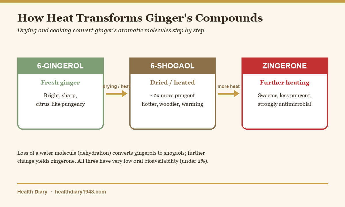 Diagram showing gingerol converting to shogaol and zingerone when ginger is dried or heated