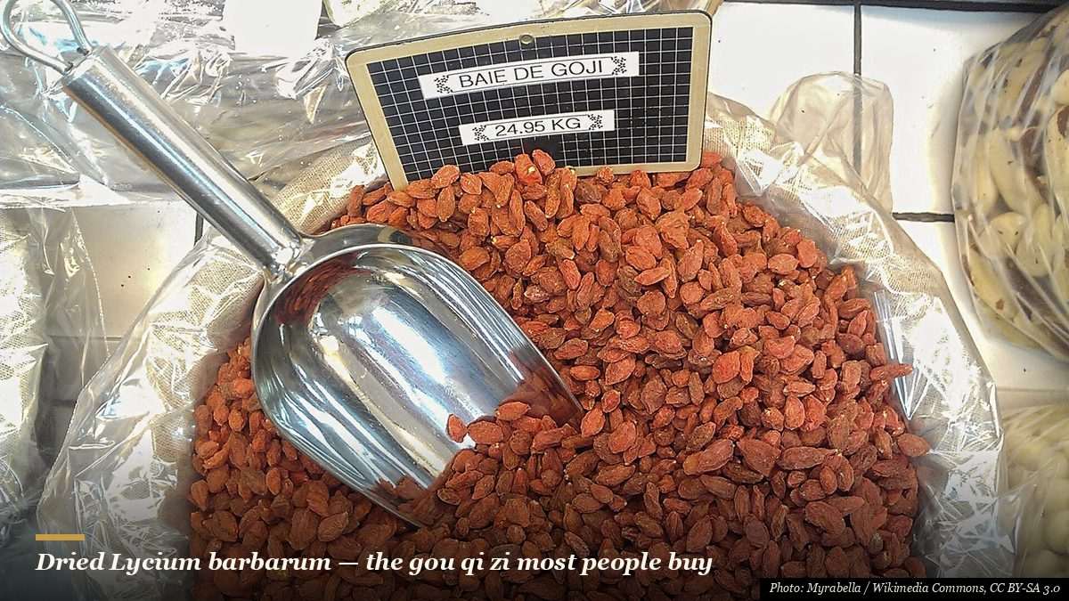 Dried orange-red goji berries in a market bin with a metal scoop