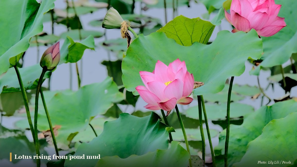 Pink lotus flowers, buds, and leaves rising above a calm pond