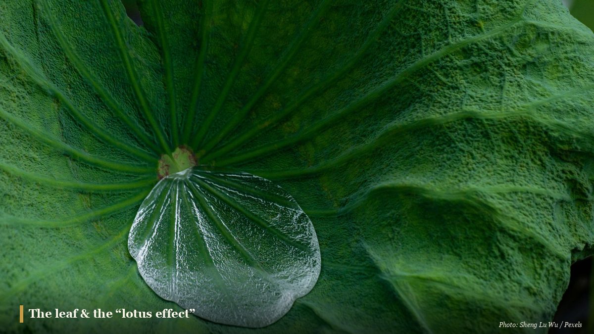 A large round green lotus leaf beaded with water droplets