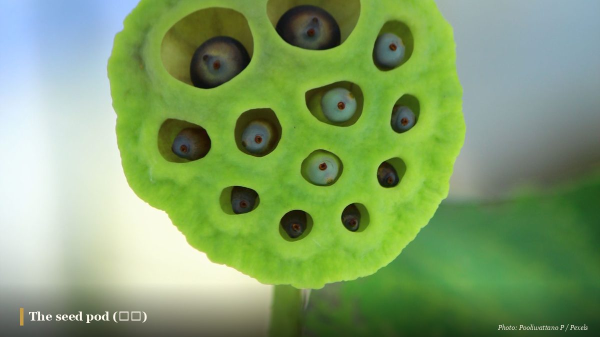 Fresh green lotus seed pod with individual seeds nestled in its holes