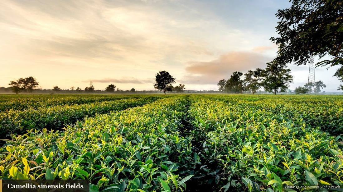 Rows of Camellia sinensis tea bushes in a green field at sunrise