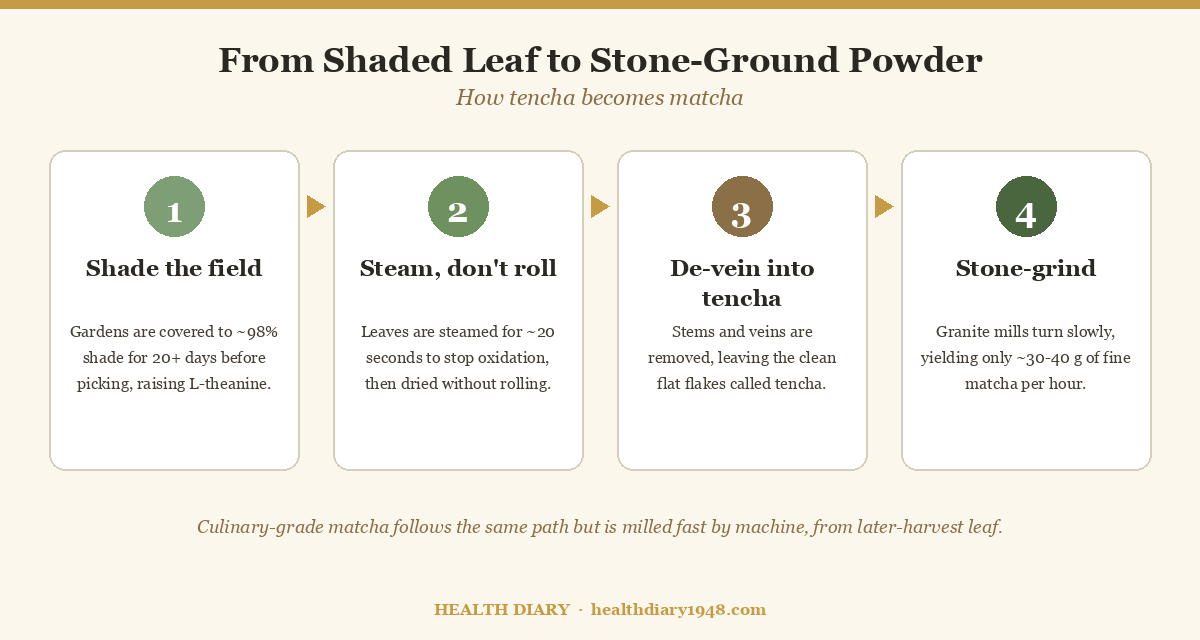 Diagram showing the four steps of making matcha: shade the field, steam without rolling, de-vein into tencha, and stone-grind