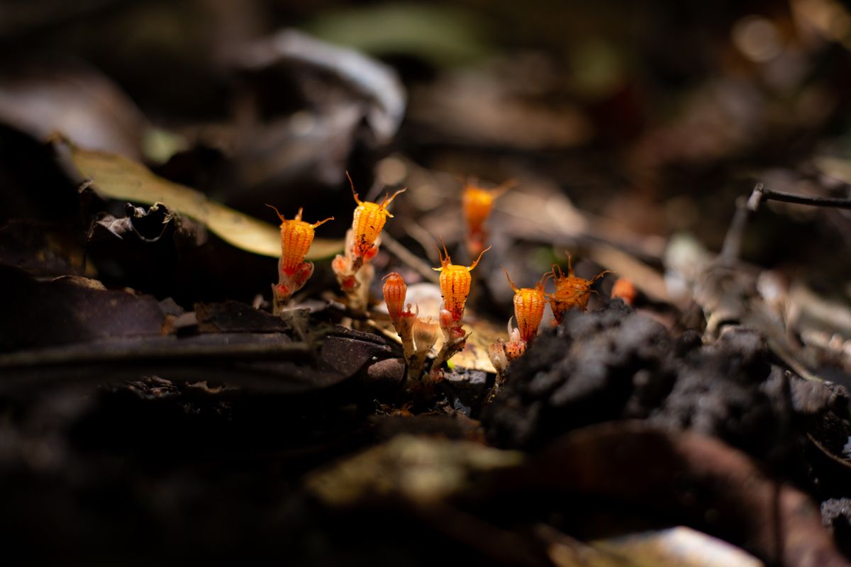 Orange club-shaped fungi emerging from the forest floor, similar to cordyceps