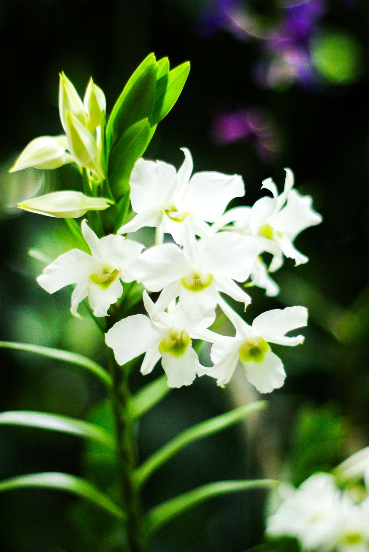 White dendrobium orchid flowers with green stems on the plant