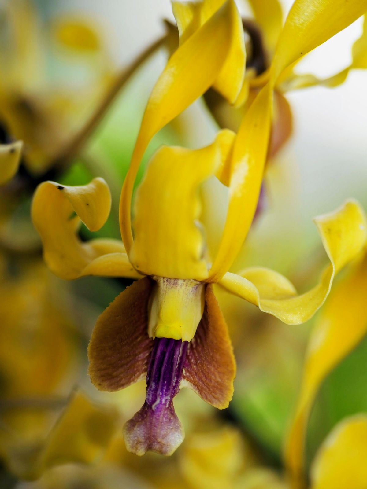 Golden yellow dendrobium orchid blooming on hanging green canes
