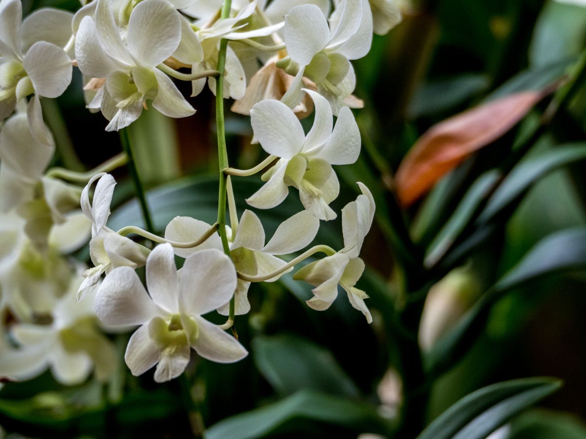 White dendrobium orchid cluster growing on tall green cane stems