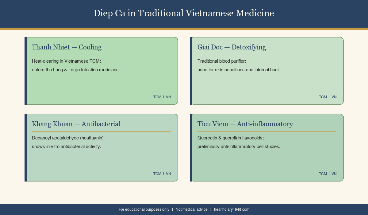 Four traditional properties of Diep Ca fish mint herb in Vietnamese herbal tradition — cooling, detoxifying, antibacterial, anti-inflammatory