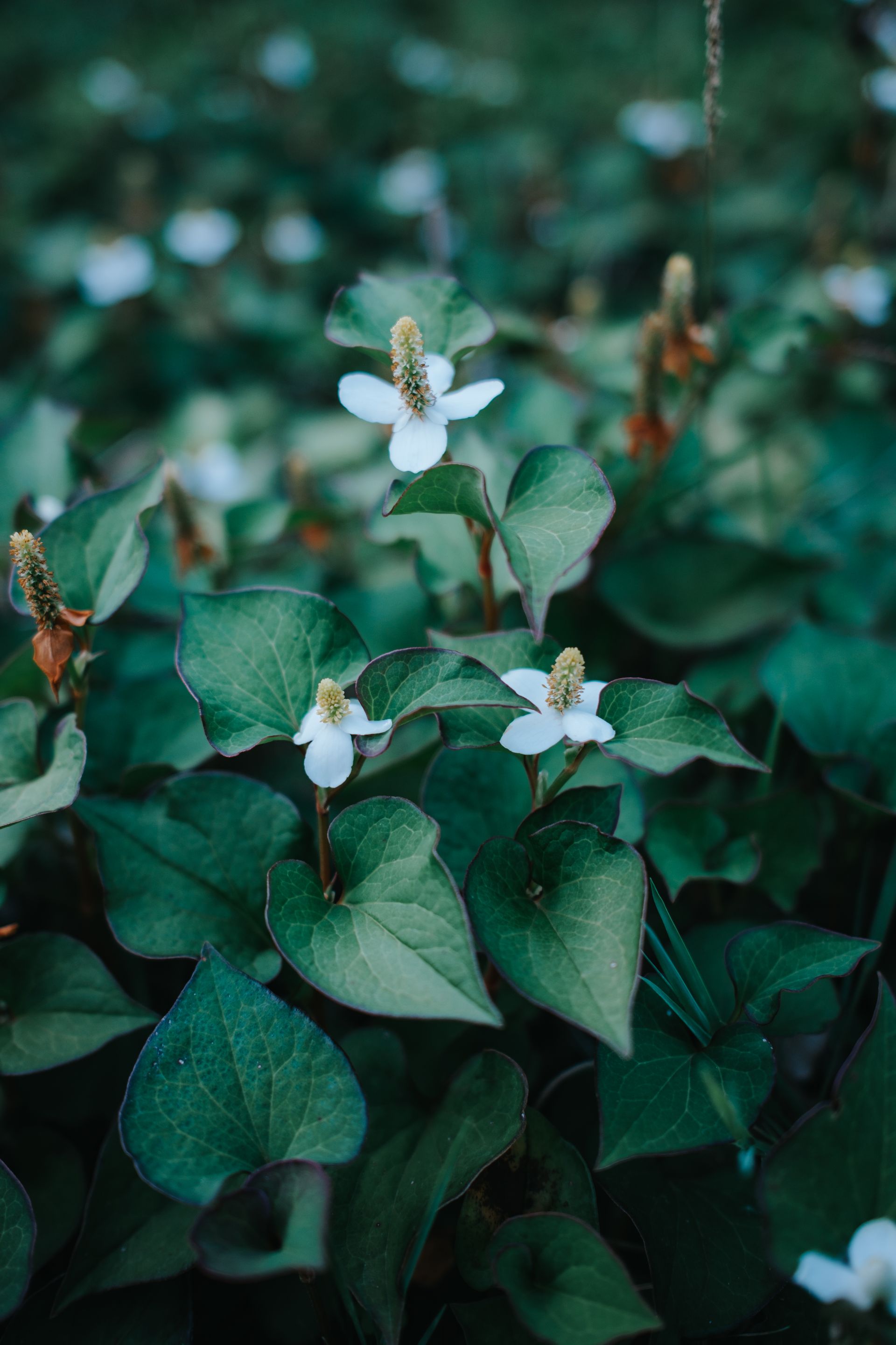 Fresh Houttuynia cordata (diếp cá) growing in natural habitat — deep green heart-shaped leaves with white four-petal flowers, the culinary fish mint herb used in Vietnamese cuisine