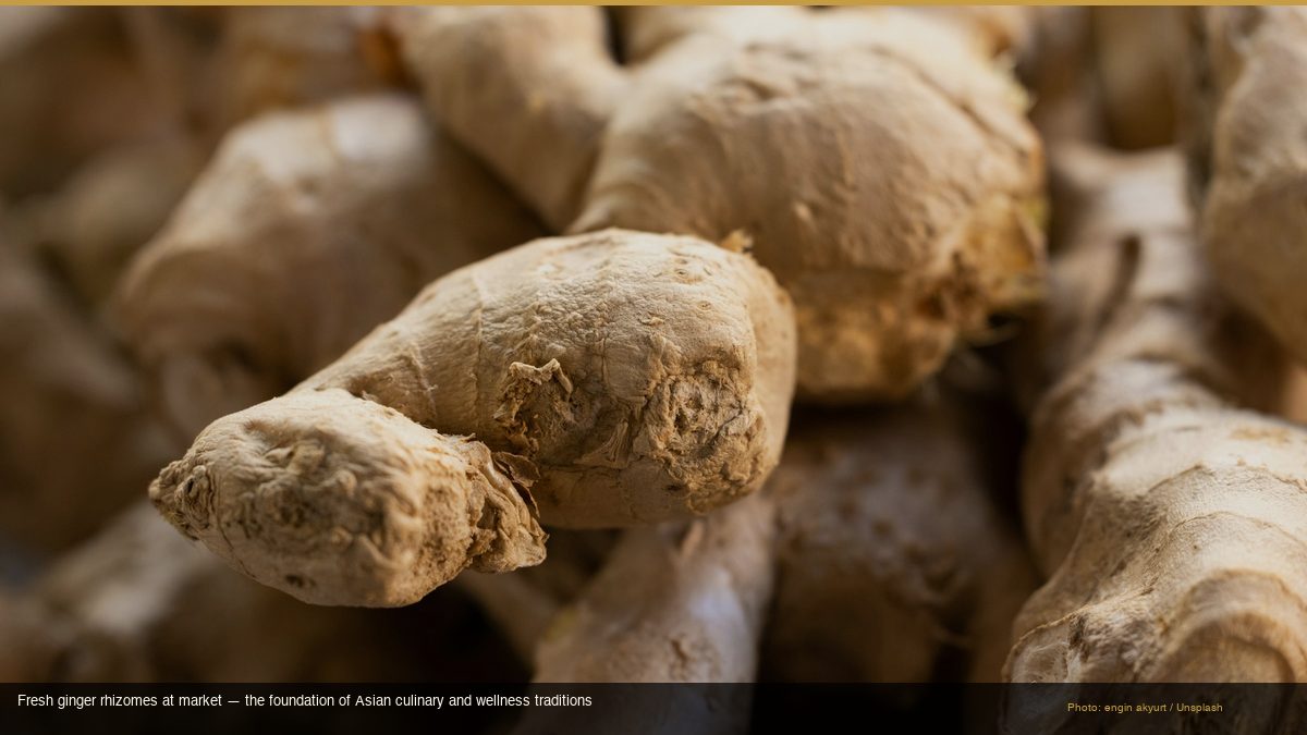 Fresh ginger rhizomes at market — the foundation of Asian culinary and wellness traditions