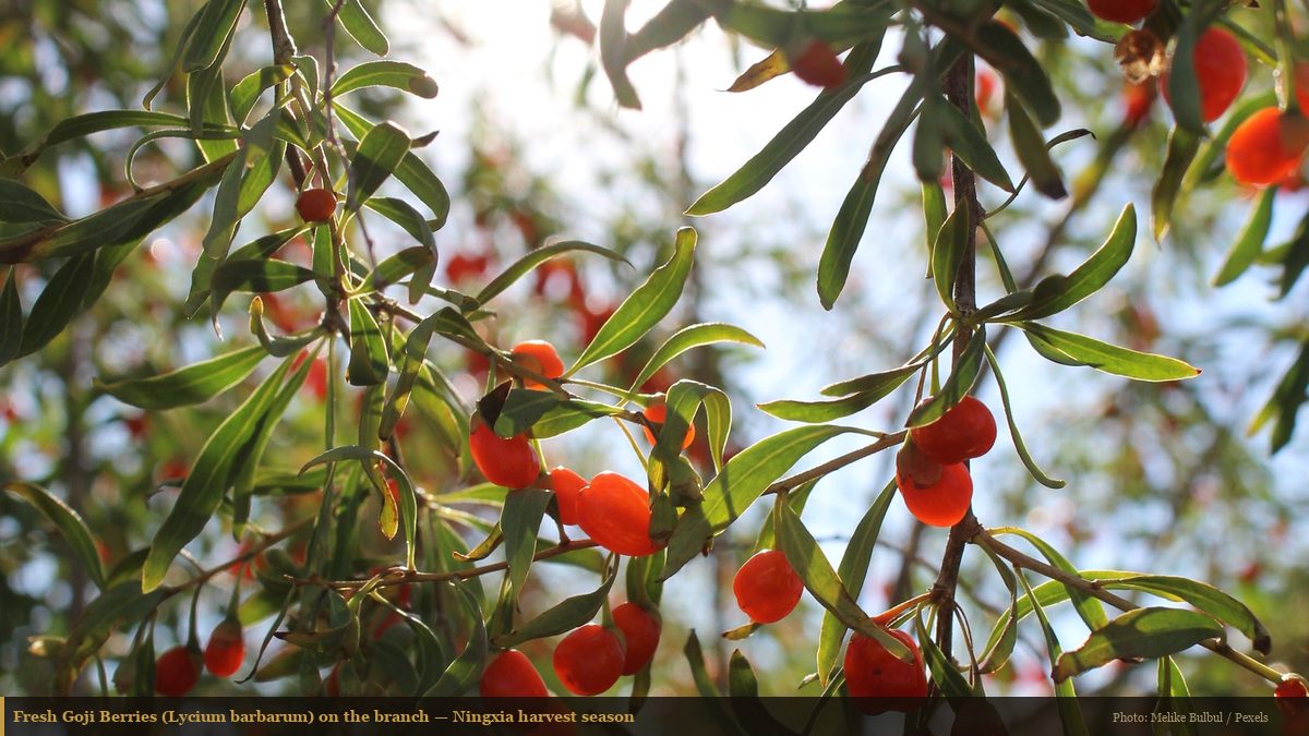 Fresh goji berries ripening on Lycium barbarum branches in sunlight during harvest season