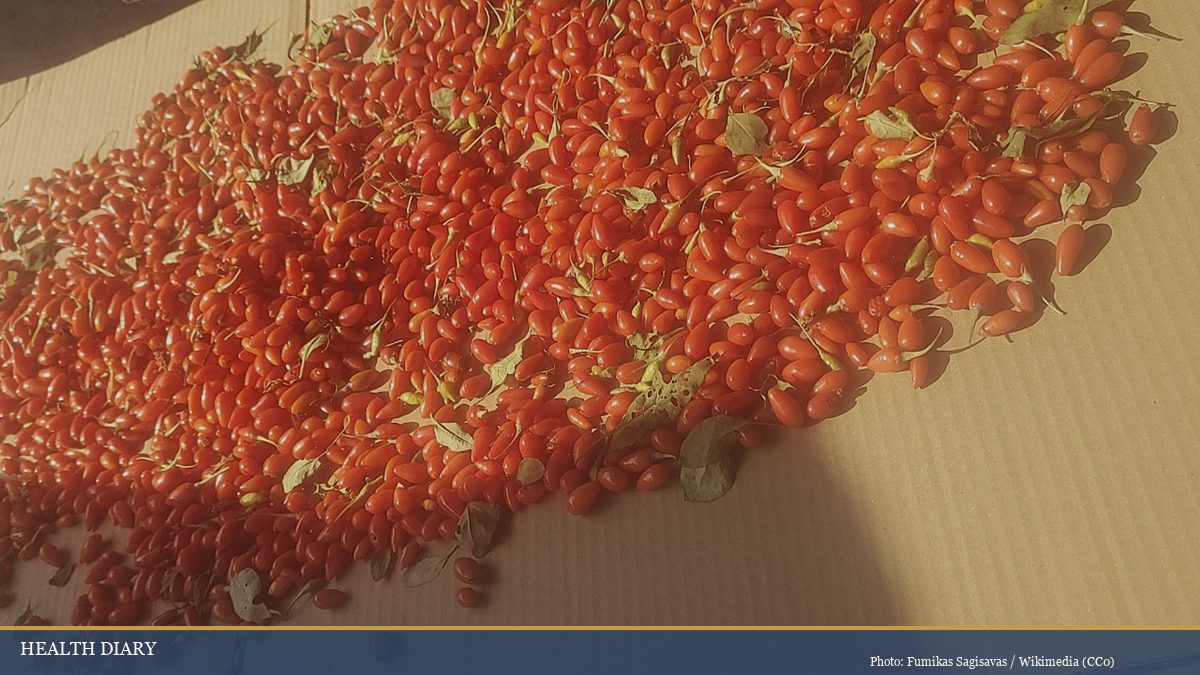 Freshly harvested wolfberries drying on cardboard in Ningxia province sunlight