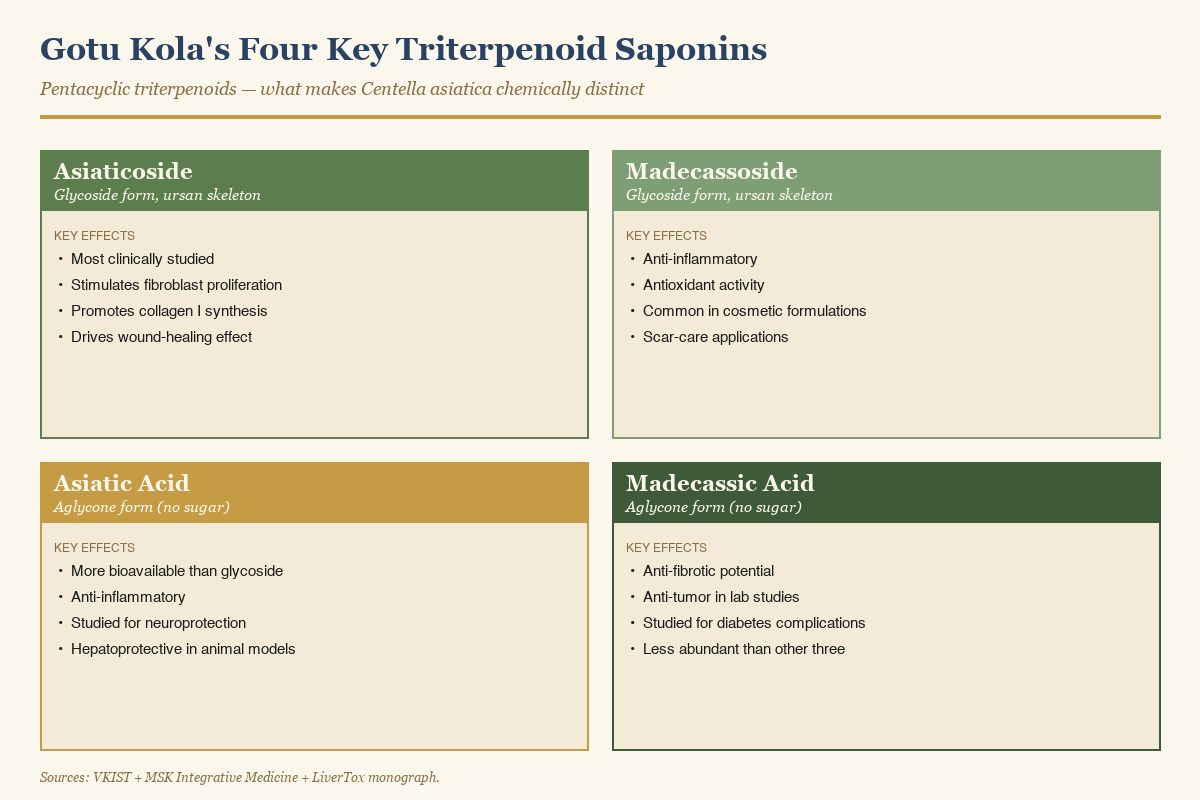 The main bioactive triterpenoid saponins of gotu kola — asiaticoside, madecassoside, asiatic acid, and madecassic acid — and their proposed effects