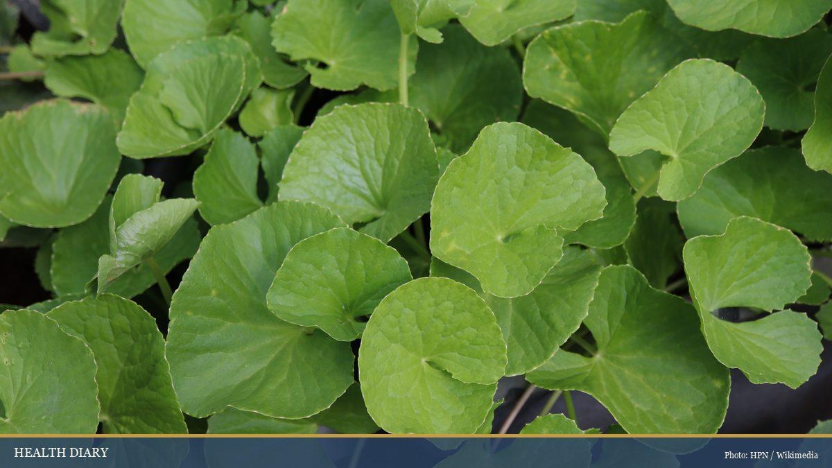 Macro view of fresh gotu kola (Centella asiatica) leaves showing the coin-shaped scalloped greens