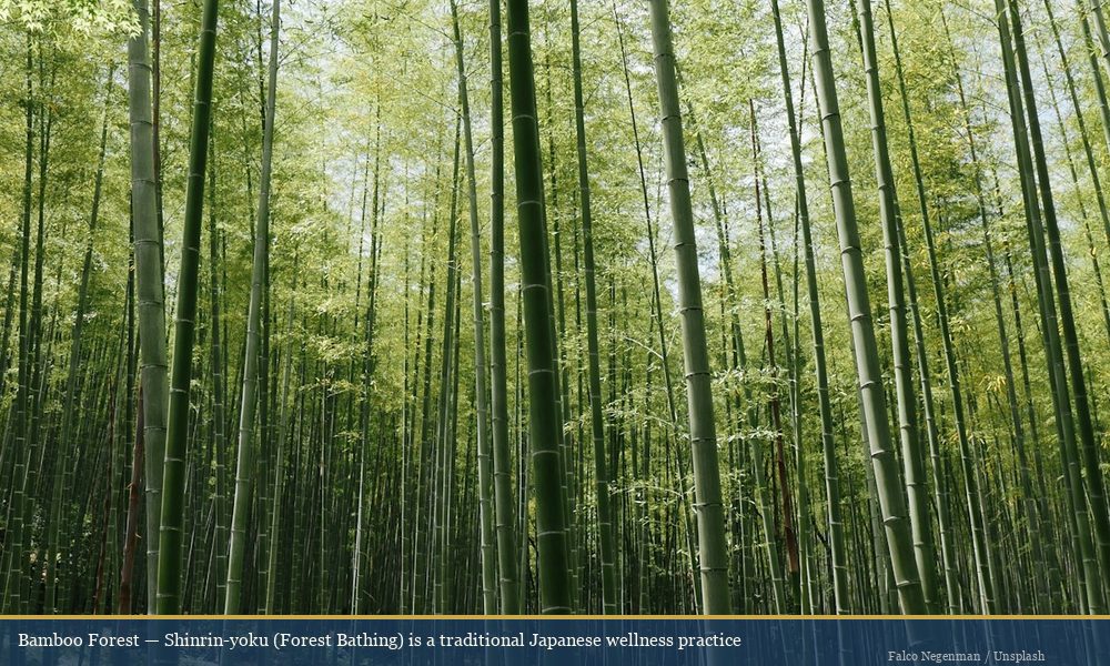 Sunlit bamboo forest in Japan representing the traditional Japanese shinrin-yoku forest bathing wellness practice