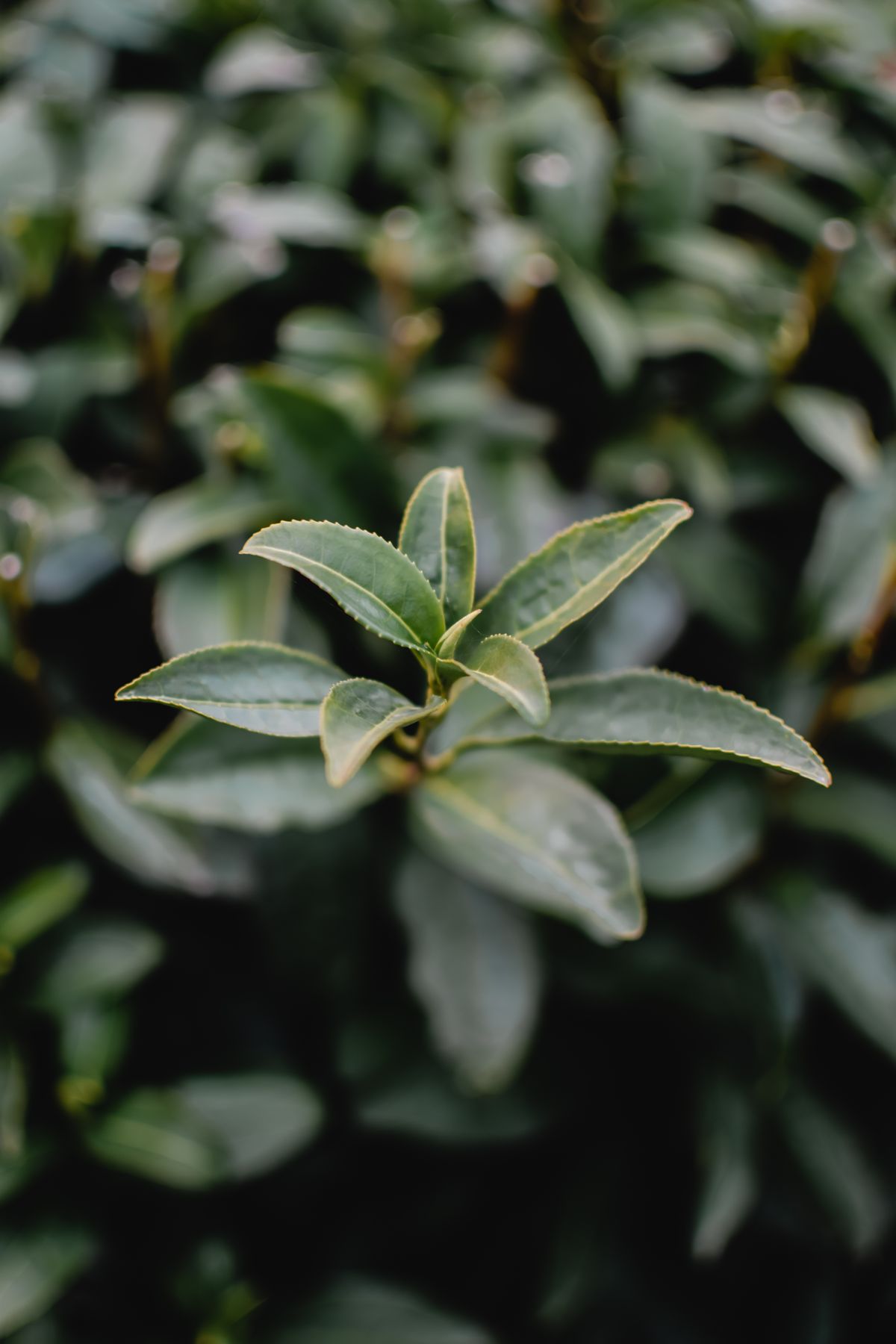 Green tea-like vine leaves, representative of the jiaogulan plant