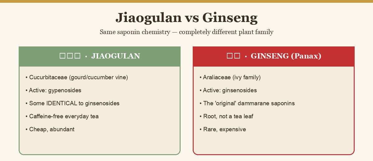 Diagram comparing jiaogulan and ginseng — shared saponins, different plant family