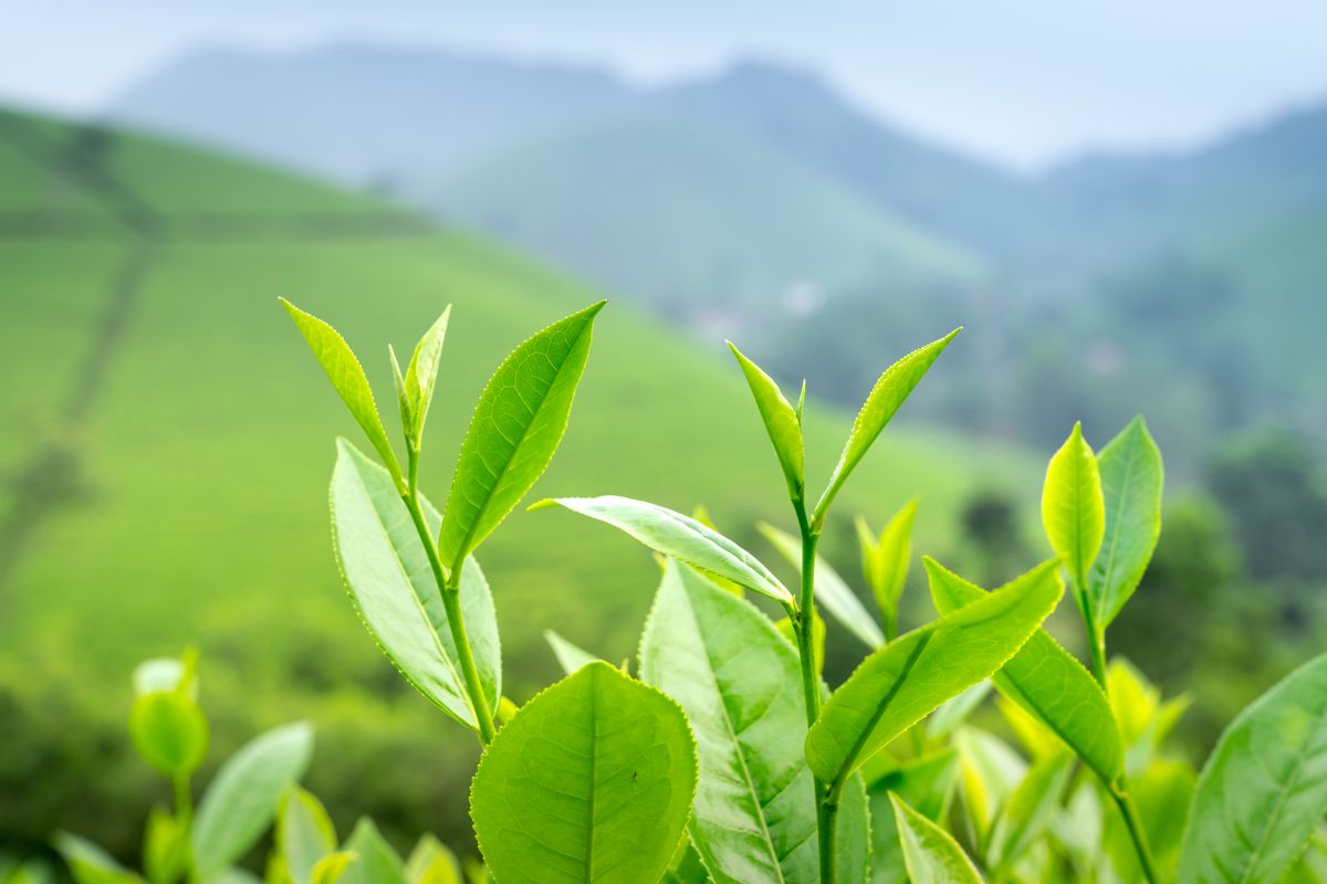 Fresh green jiaogulan-style vine leaves growing in the light