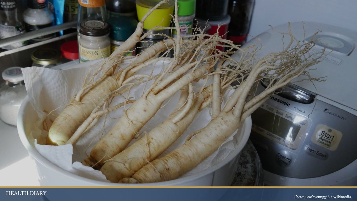 Fresh Panax ginseng roots harvested for Korean traditional preparation in a household kitchen