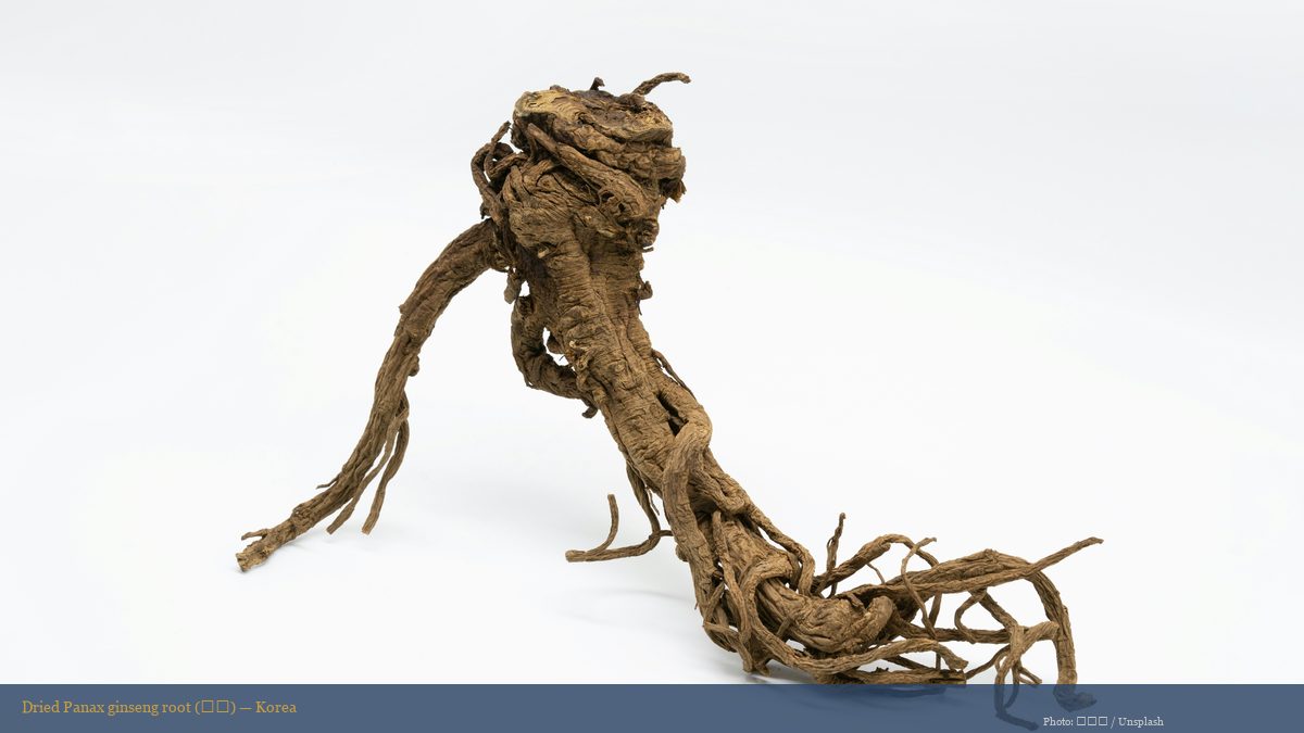 Aged dried wild Panax ginseng root showing the characteristic branching root structure prized in Korean tradition