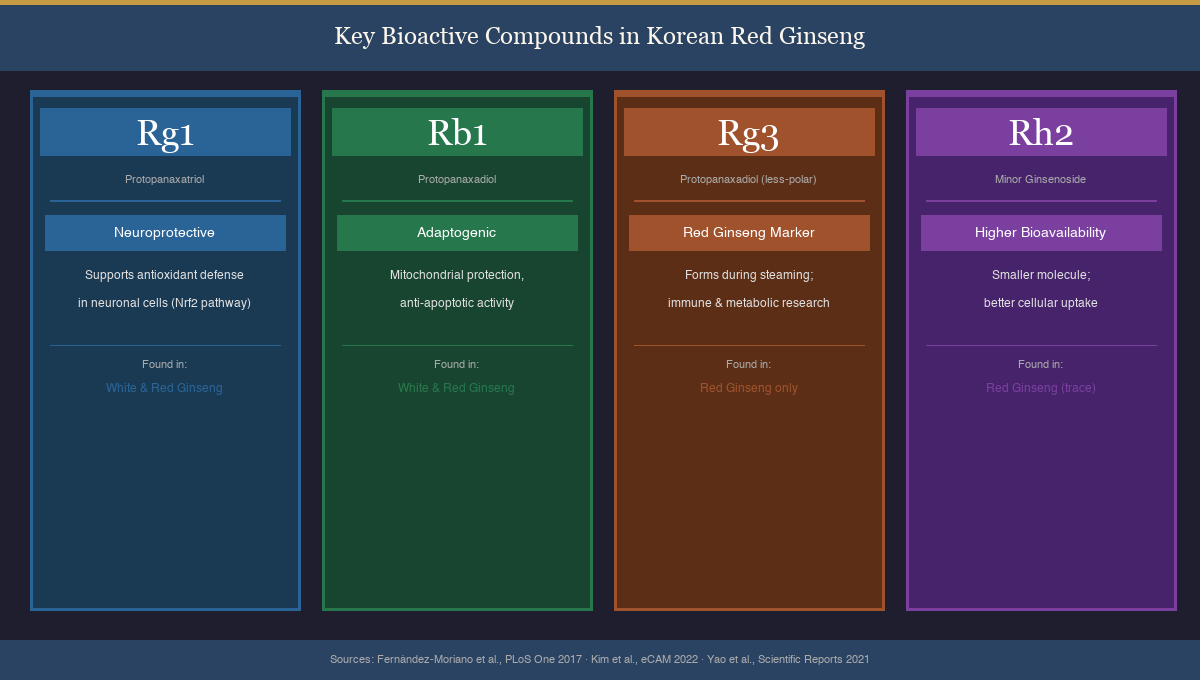 Diagram showing four key ginsenosides in Korean Red Ginseng: Rg1, Rb1, Rg3, and Rh2 with their molecular types and key actions