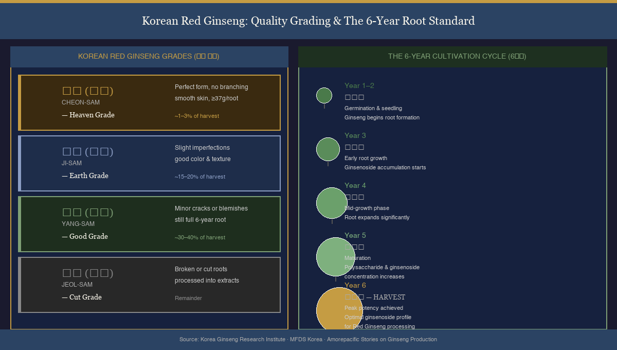 Korean Red Ginseng quality grading chart showing Heaven, Earth, Good grades alongside 6-year growth cycle stages