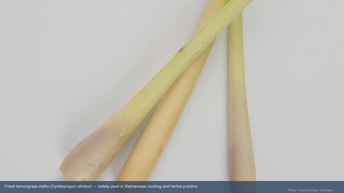 Fresh lemongrass stalks (Cymbopogon citratus) widely used in Vietnamese cooking and herbal practice