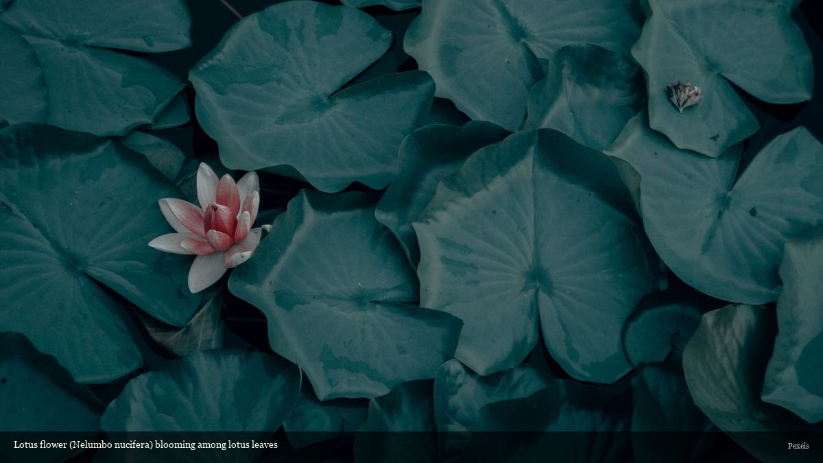 Pink lotus flower blooming among lotus leaves in a Vietnamese pond