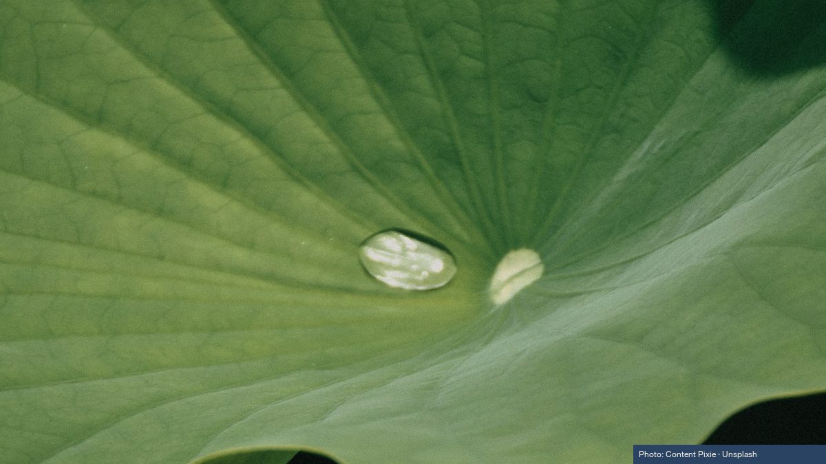 Green lotus leaves with water droplets on a summer pond — traditional Vietnamese setting for lá sen harvest