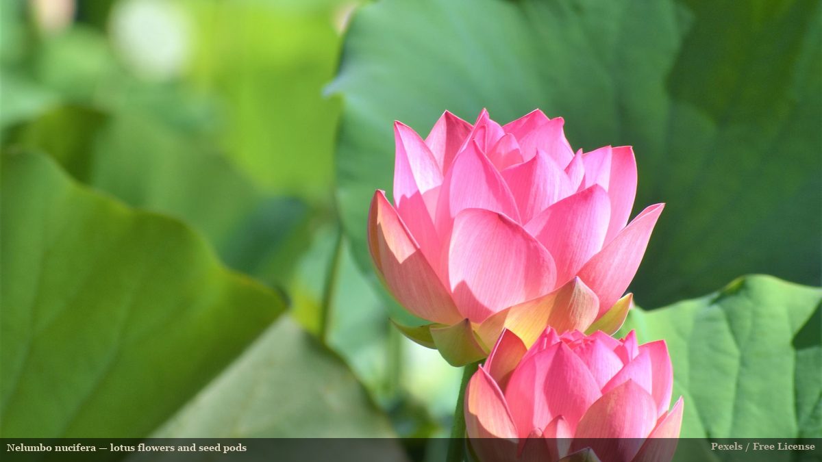 White Nelumbo nucifera lotus flower with seed pod center surrounded by large lotus leaves
