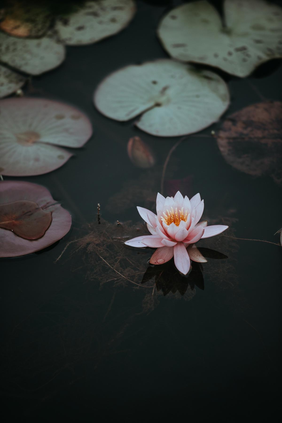 Pink lotus flower floating on still water — the essence of Vietnamese lotus tea tradition