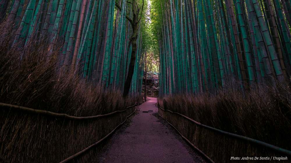 Quiet walking path through a tall green bamboo grove