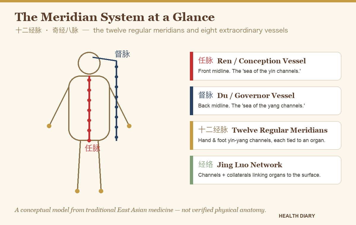 Illustrated diagram of the human body showing meridian channels with the Ren and Du vessels marked