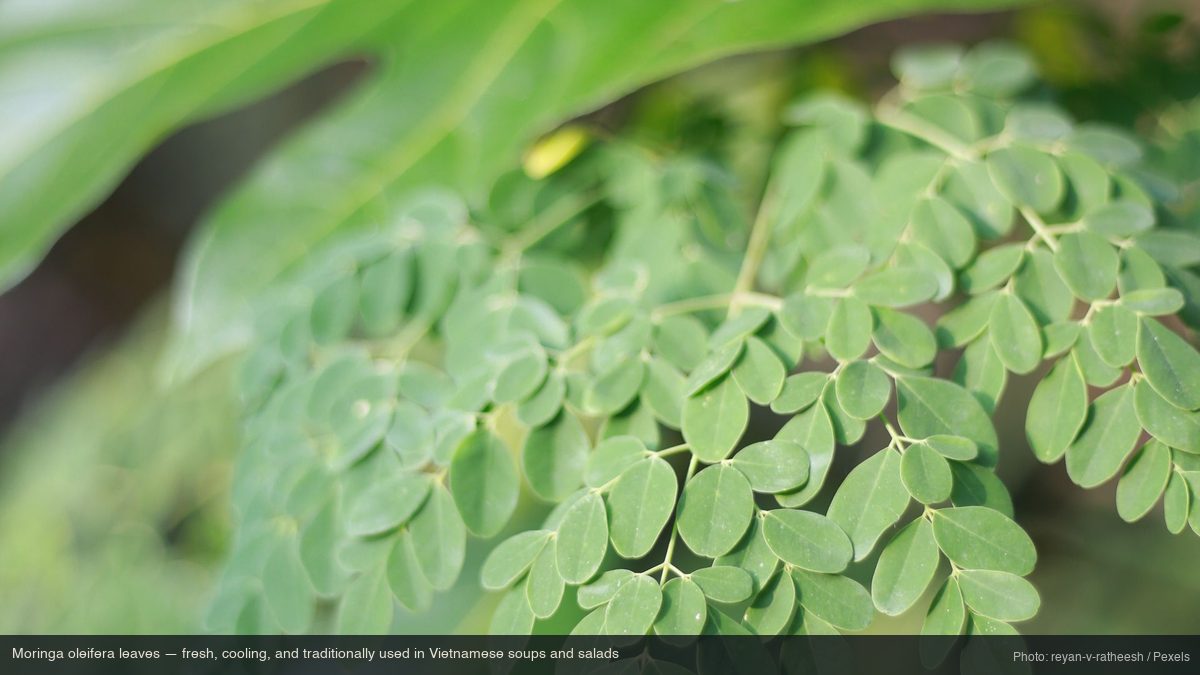 Fresh moringa leaves and drumstick pods — the most widely used parts of the Moringa oleifera tree