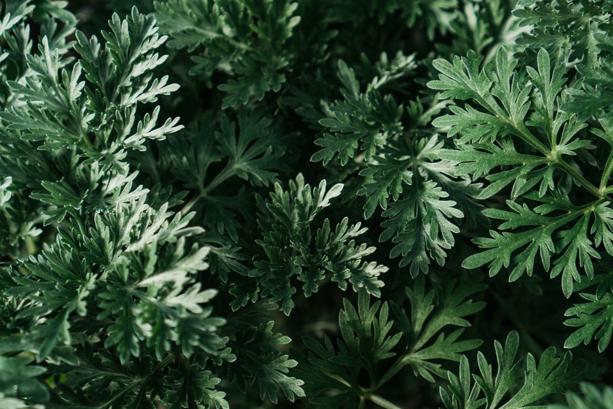 Silvery-green mugwort artemisia leaves with deeply lobed edges