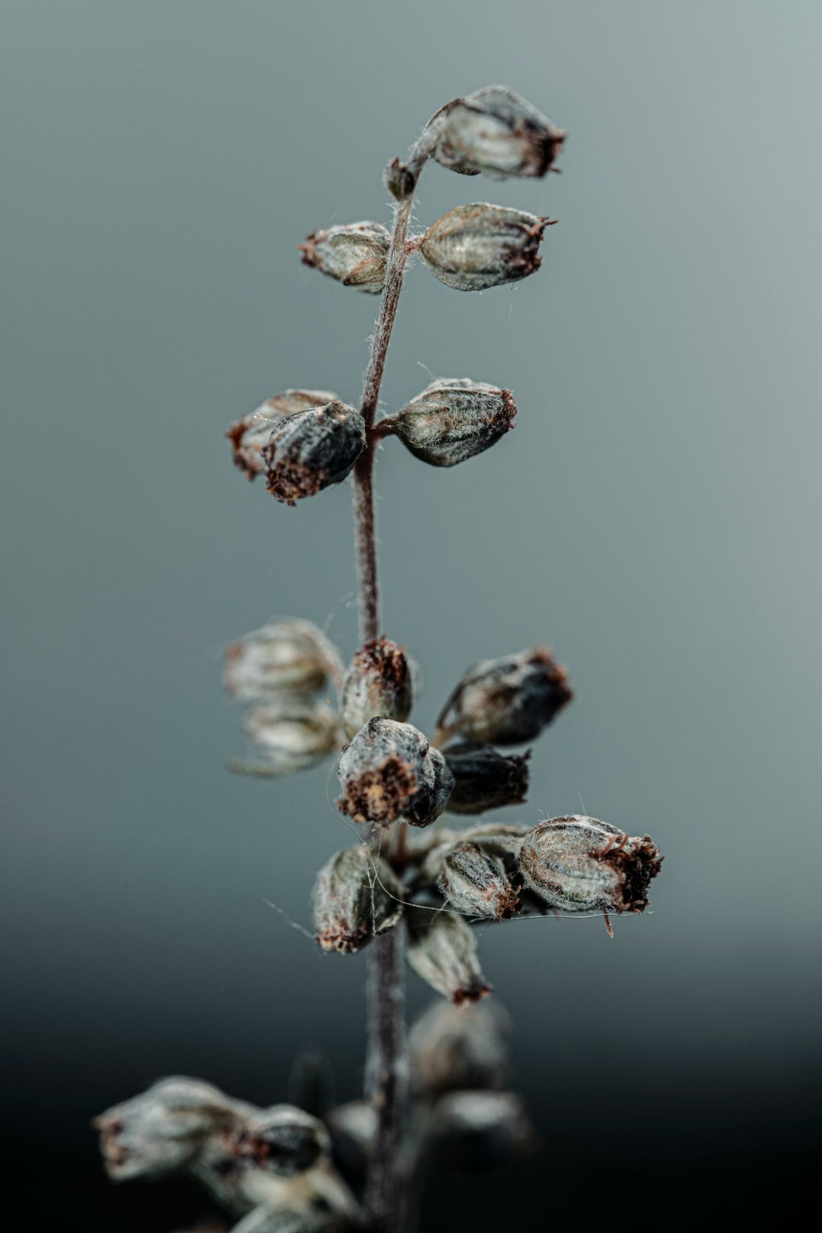 Close-up of dried mugwort with its downy, silver-flecked texture