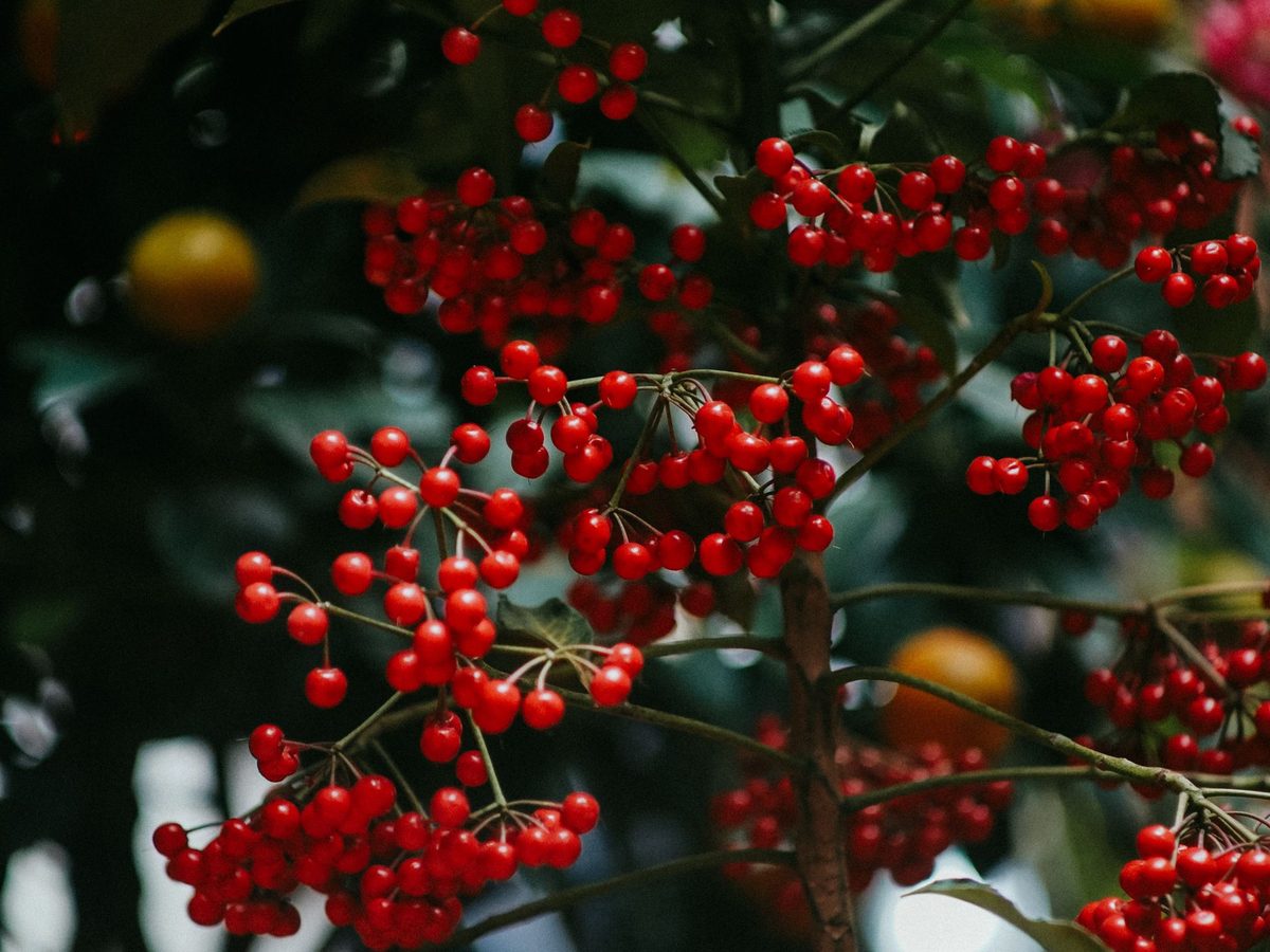 Fresh clusters of vivid red omija berries (Schisandra chinensis) hanging on green vines — the characteristic appearance of Korea's five-flavor berry at harvest