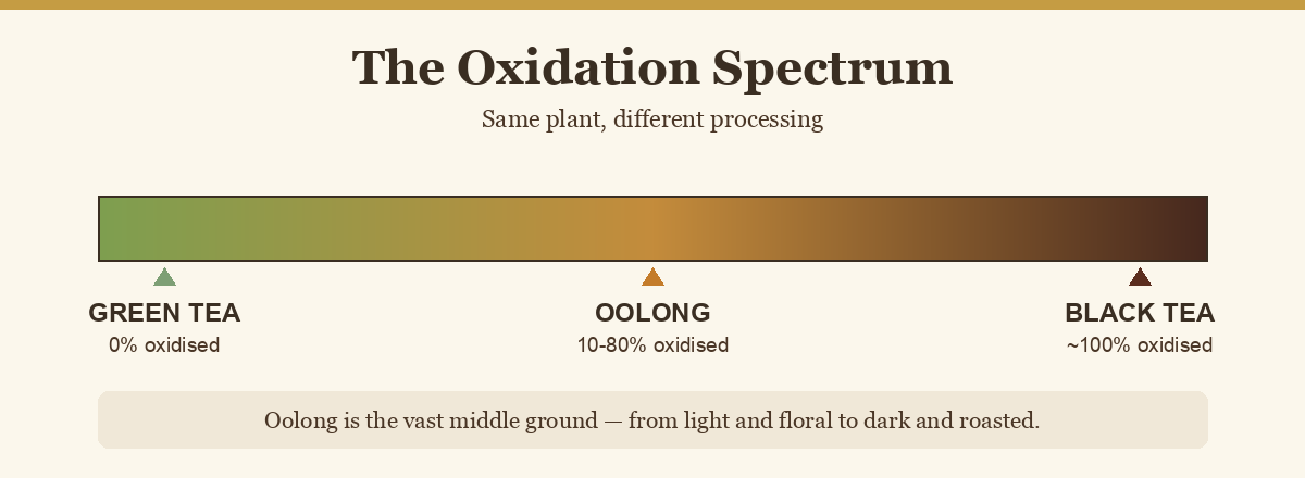 Oxidation spectrum showing green tea, oolong in the middle, and black tea