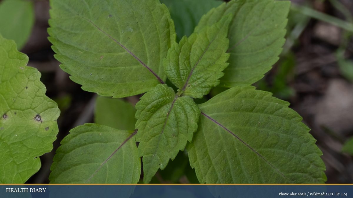 Fresh perilla frutescens leaves macro showing serrated edges and purple-tinged veins of the herb